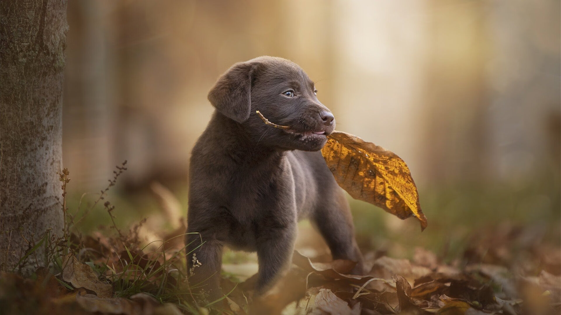 _运动营养餐创新:科学助力运动表现_,运动营养食品的合理使用方法