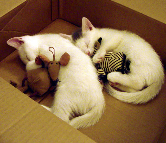 “青训明星教练实战经验丰富,指导少年成长”,青训教练收入