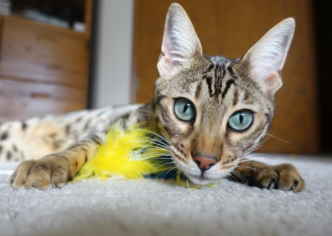 历史上的经典瞬间：WRC的黄金时刻回顾，wrc视频2020