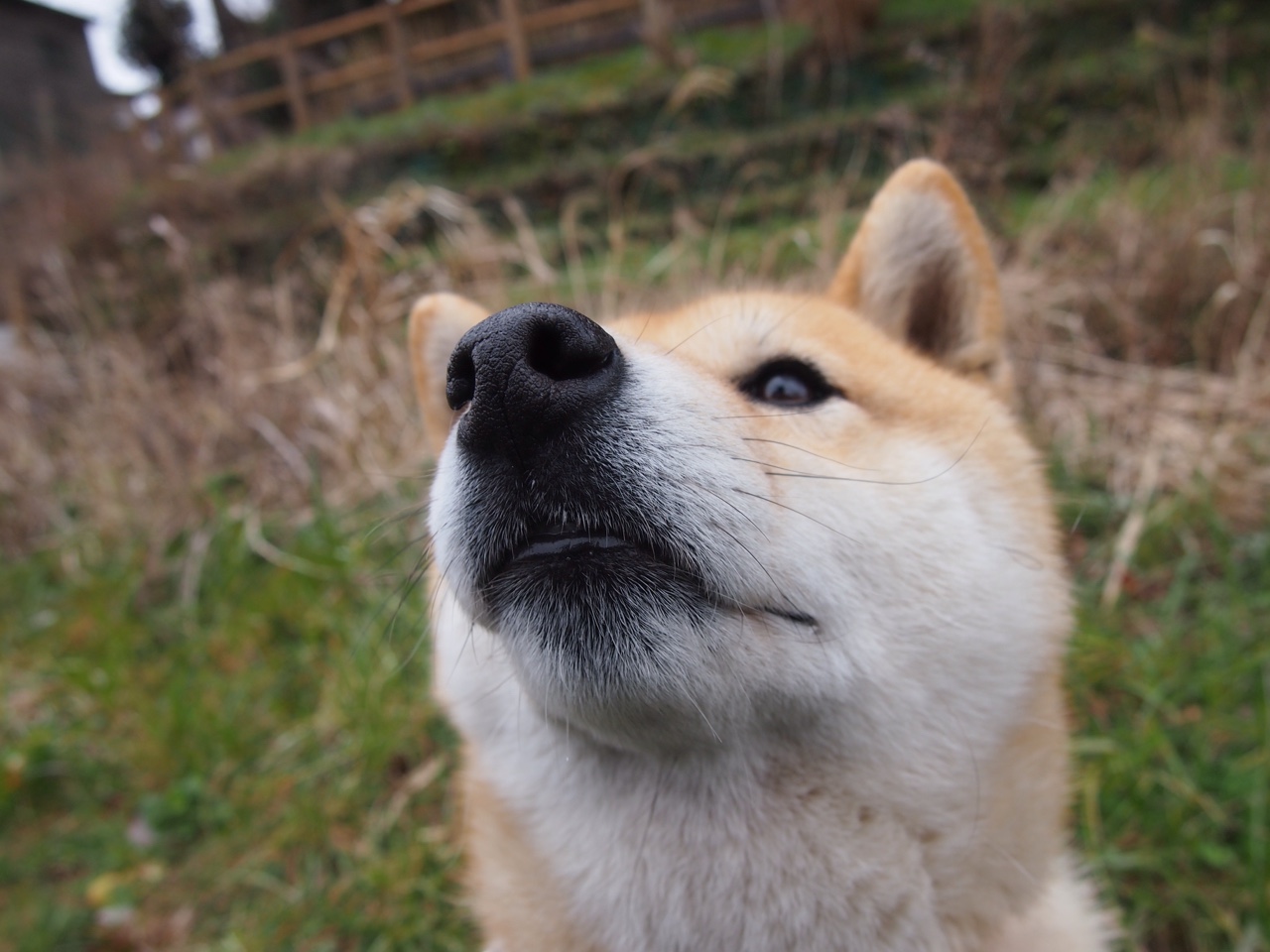 那不勒斯前场火力全开，连续多场破门，那不勒斯怎么样