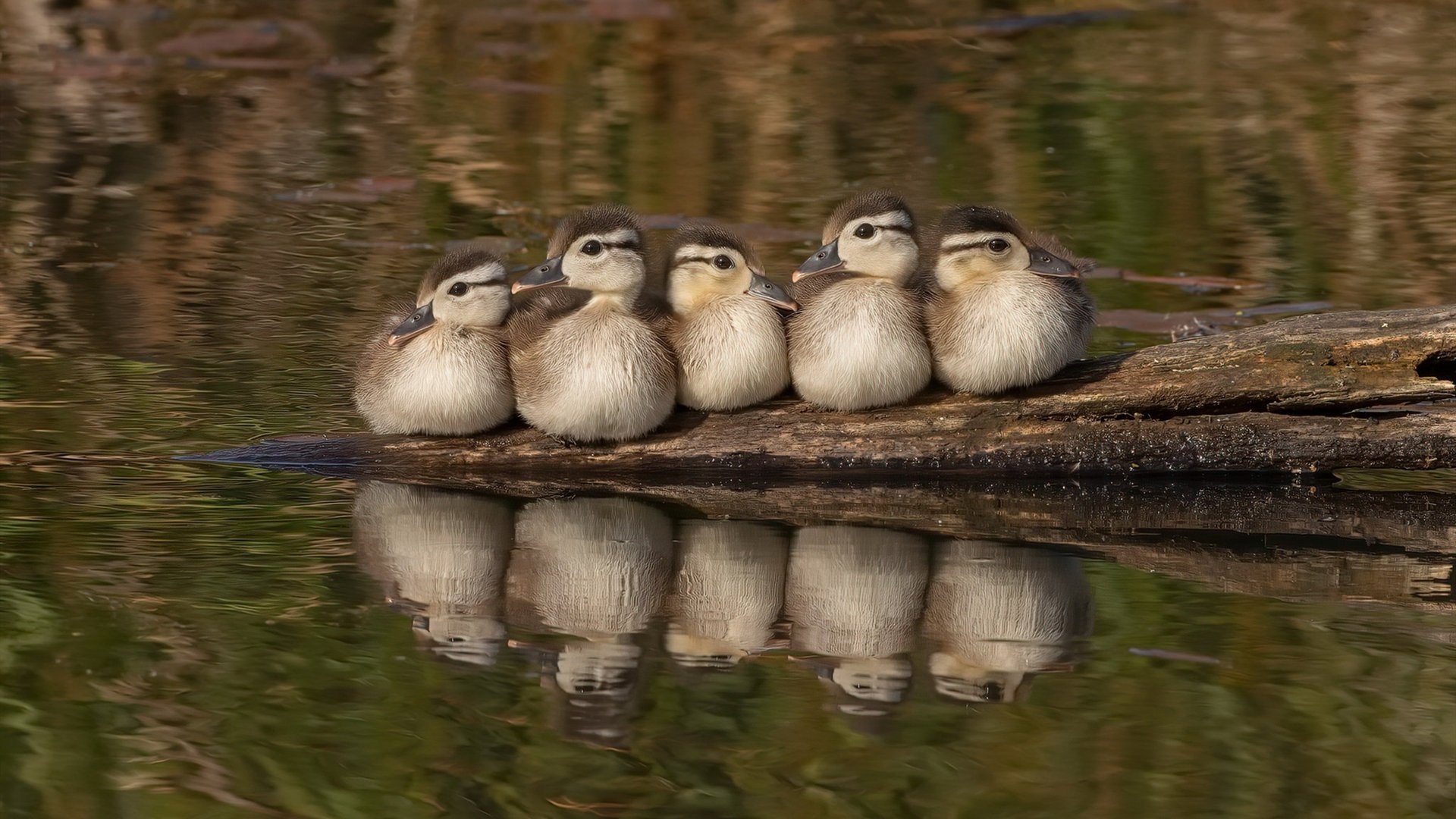 塞维利亚主场1-0小胜阿拉维斯,艰难取胜,塞维利亚对阿拉维斯聚胜顽球汇