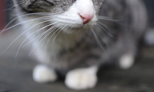 教练团队多次布局训练方案,提高整体实力,教练技术团队打造