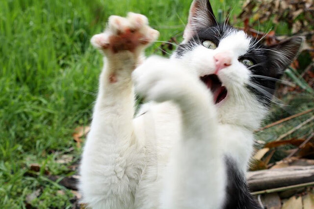 教练战术调整,队员状态逐渐提升,教练技术的四个步骤