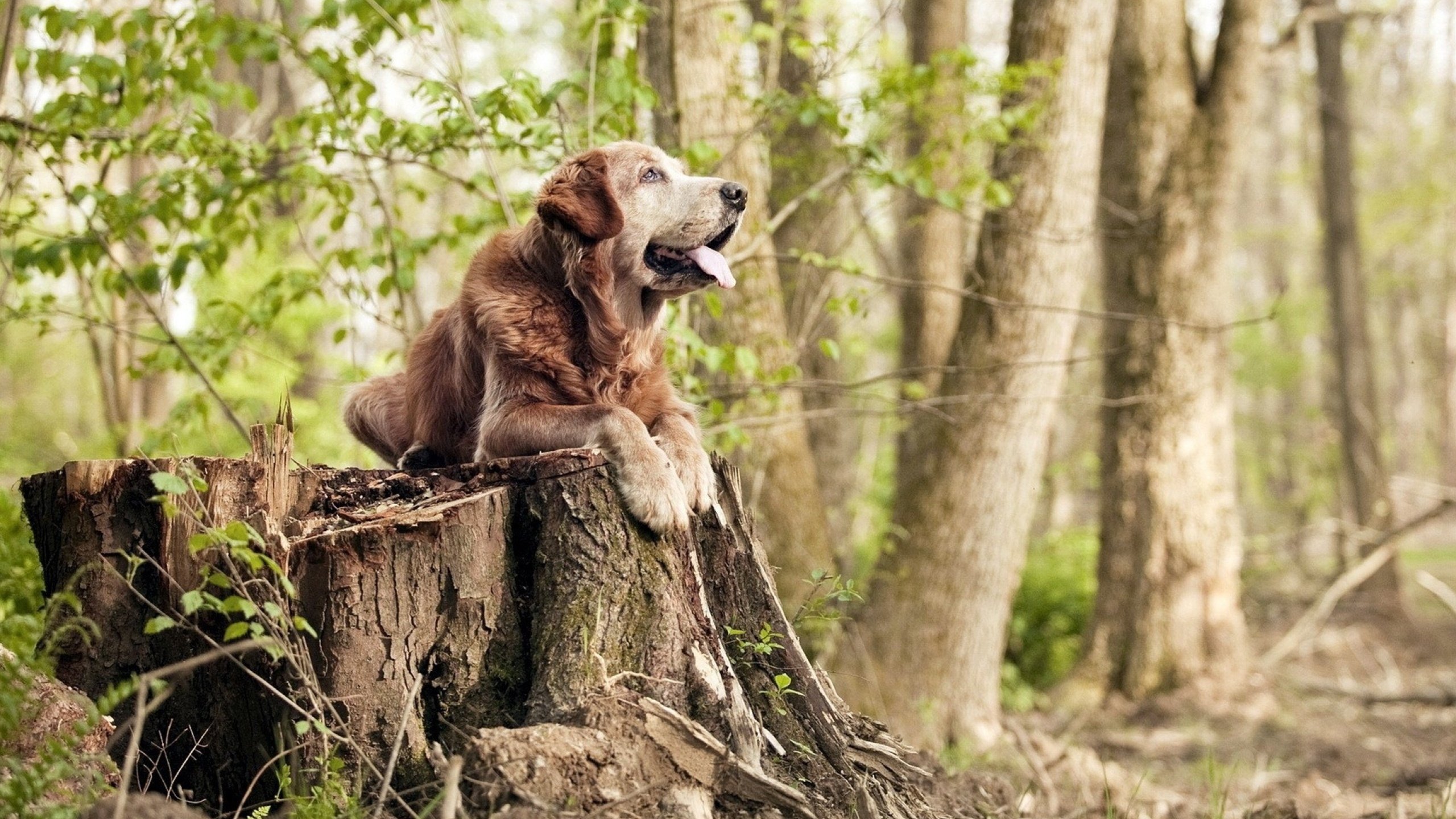 突发篮球裁判终场哨响前误操作,篮球场裁判各种情况下哨声