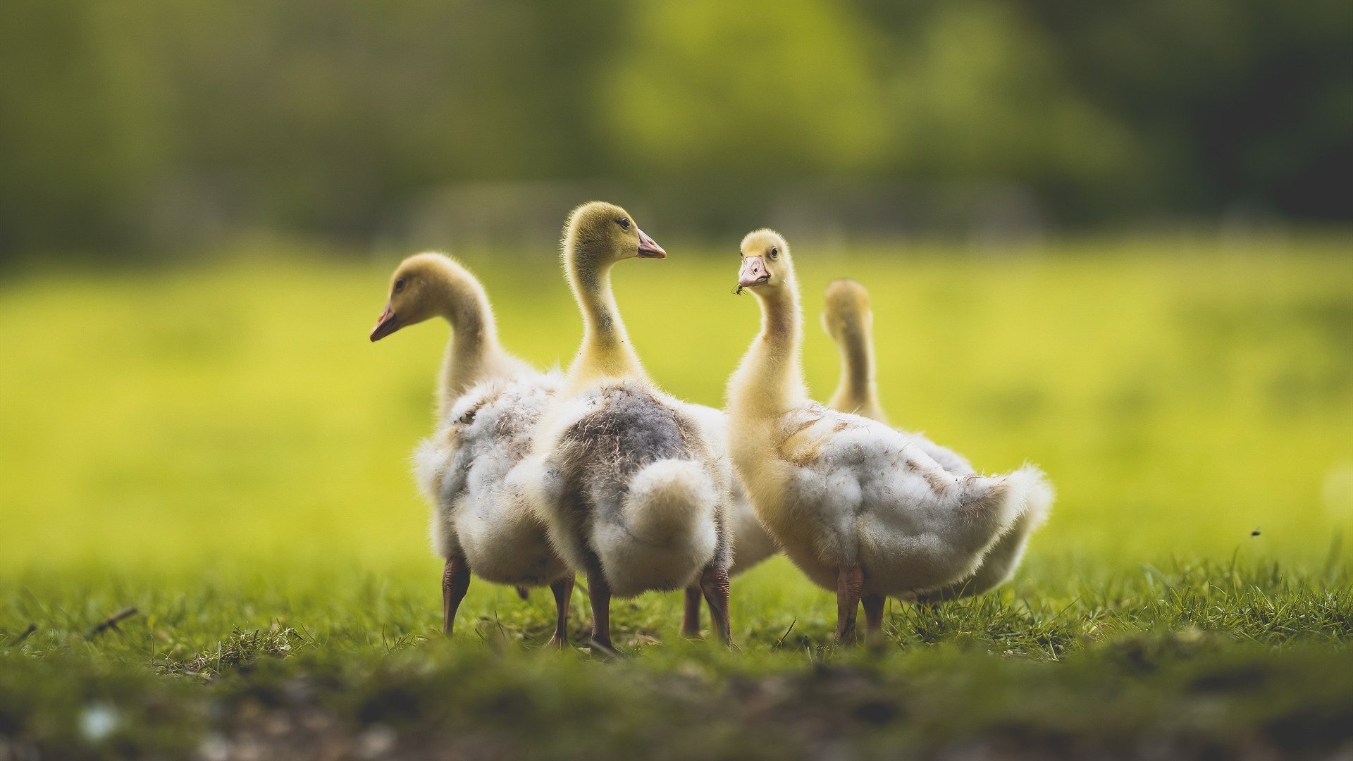 羽毛球全英公开赛中国选手表现出色，羽毛球全英公开赛是什么级别