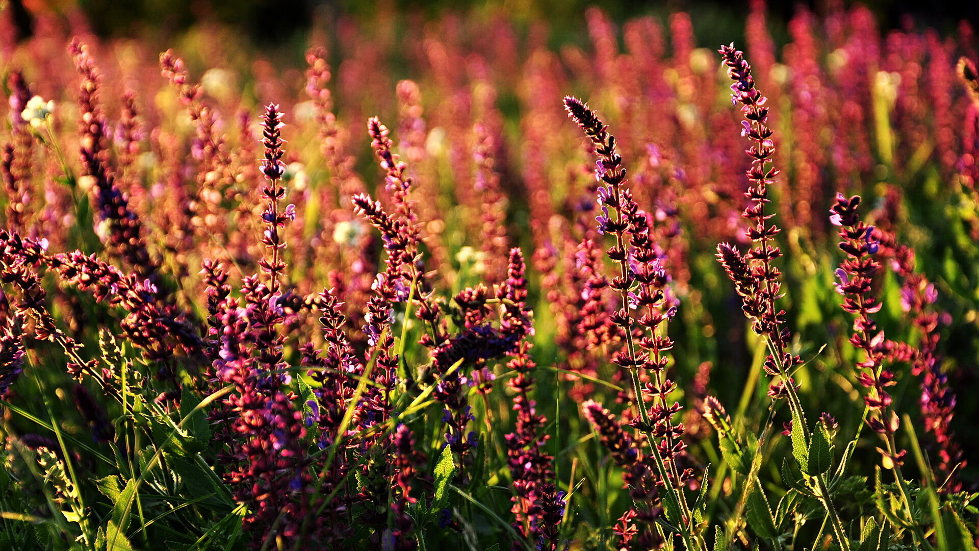 葡萄牙马术协会与欧洲马术协会签署合作协议，共同举办国际赛事。