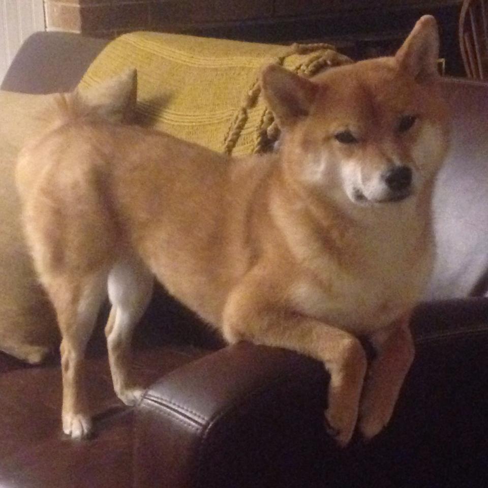 里尔客场战平里昂,延续不败纪录,里尔对里昂