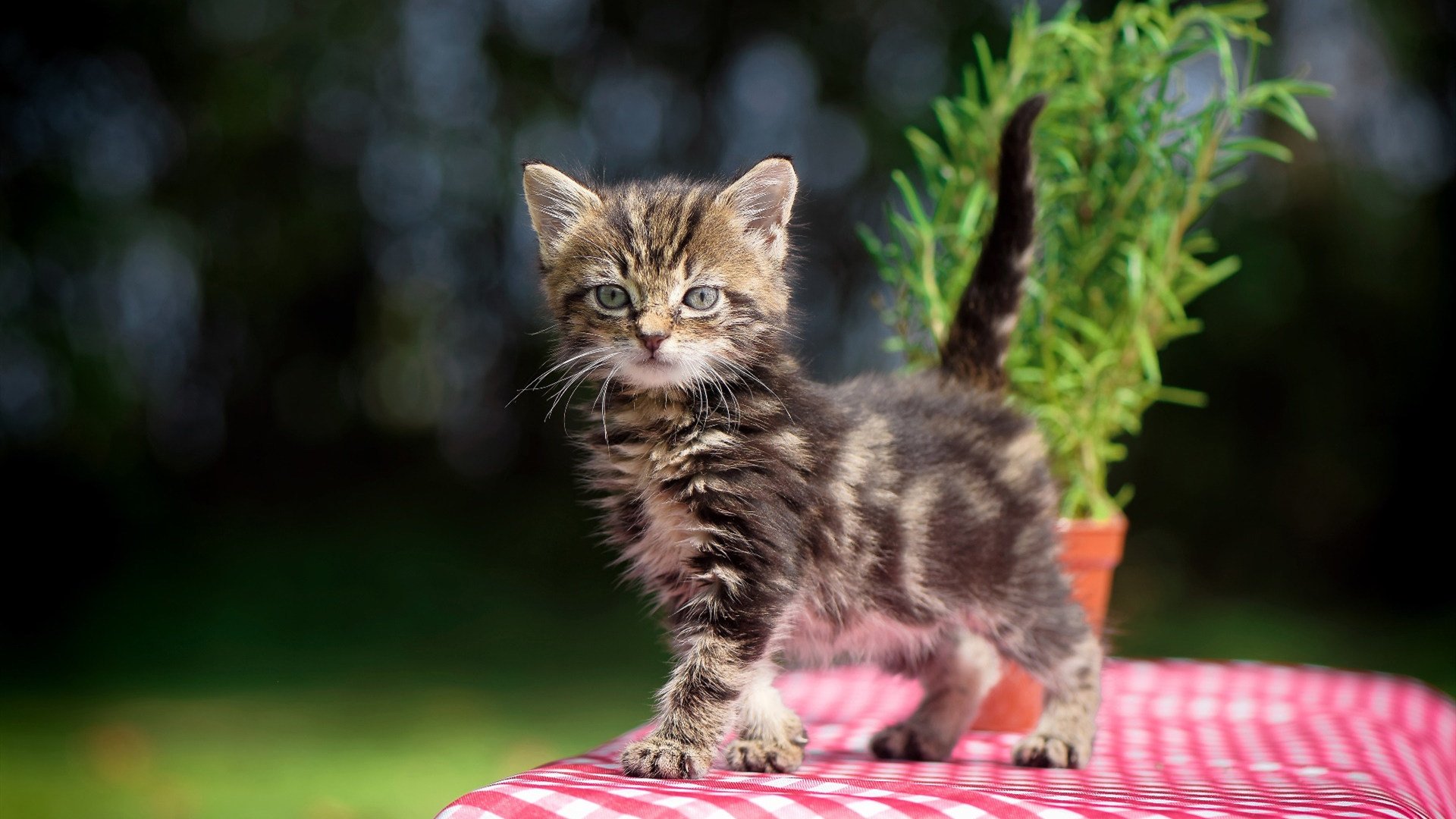 中小学体育课与情绪管理教育融合路径探索,体育与情绪的调控讲课ppt