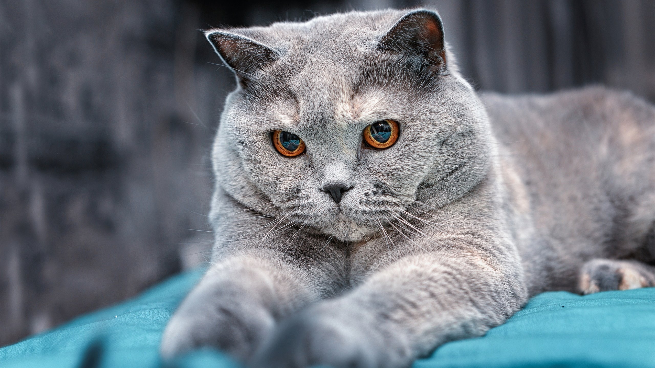 Chinese Taipei团队：未来在国际赛事中的崛起之路，china's team