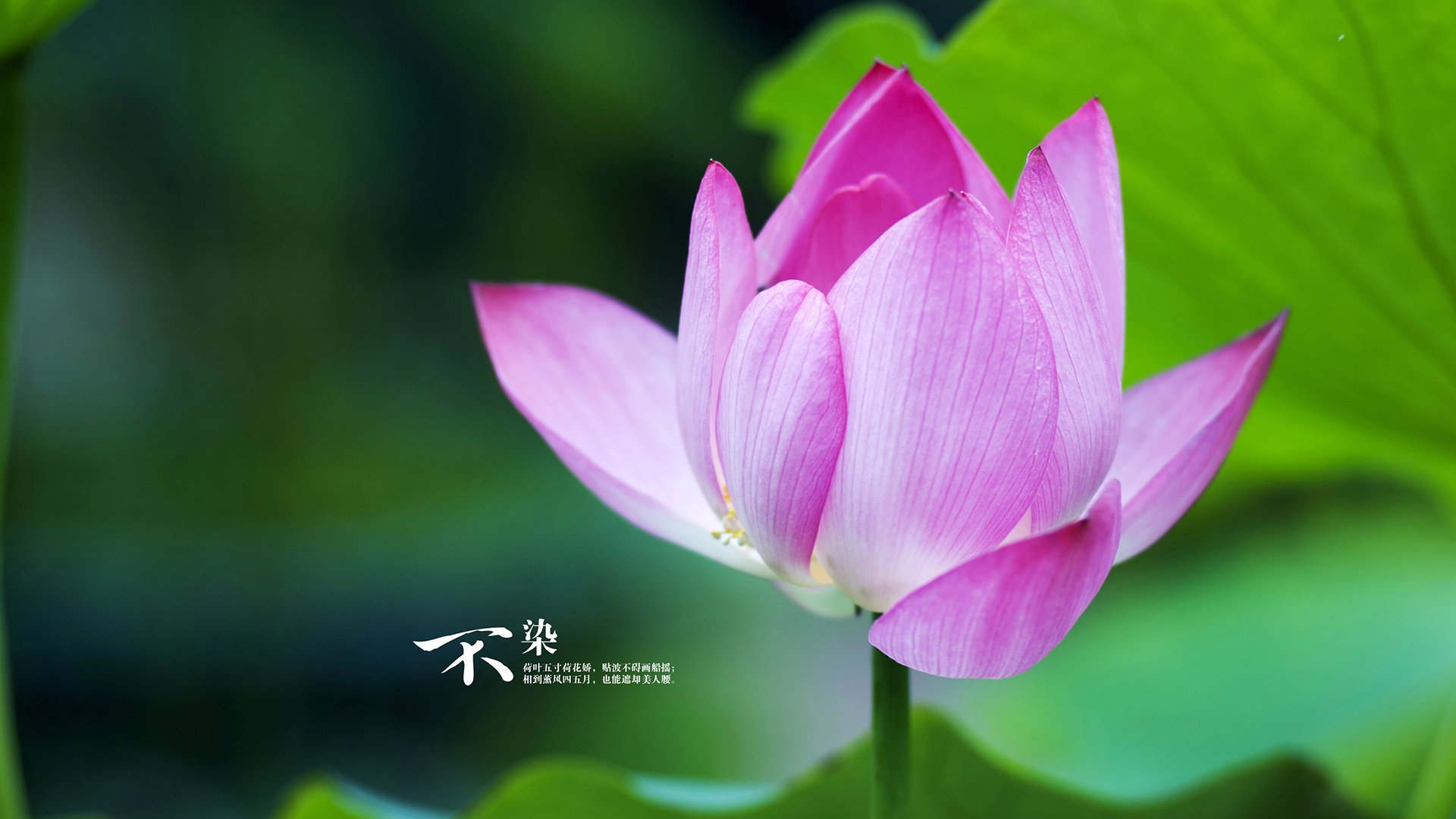 五大联赛紧密赛程中边路传中战术占比变化趋势,五大联赛边锋