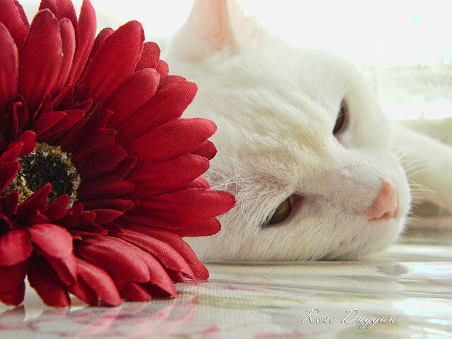 国家体育政策改革座谈会召开聚焦公平与透明，国家体育体制改革