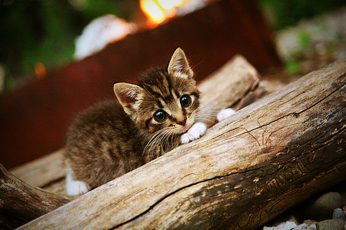 埃及赛制解析：适应全球化竞争的战略调整，埃及下一场比赛会赢吗