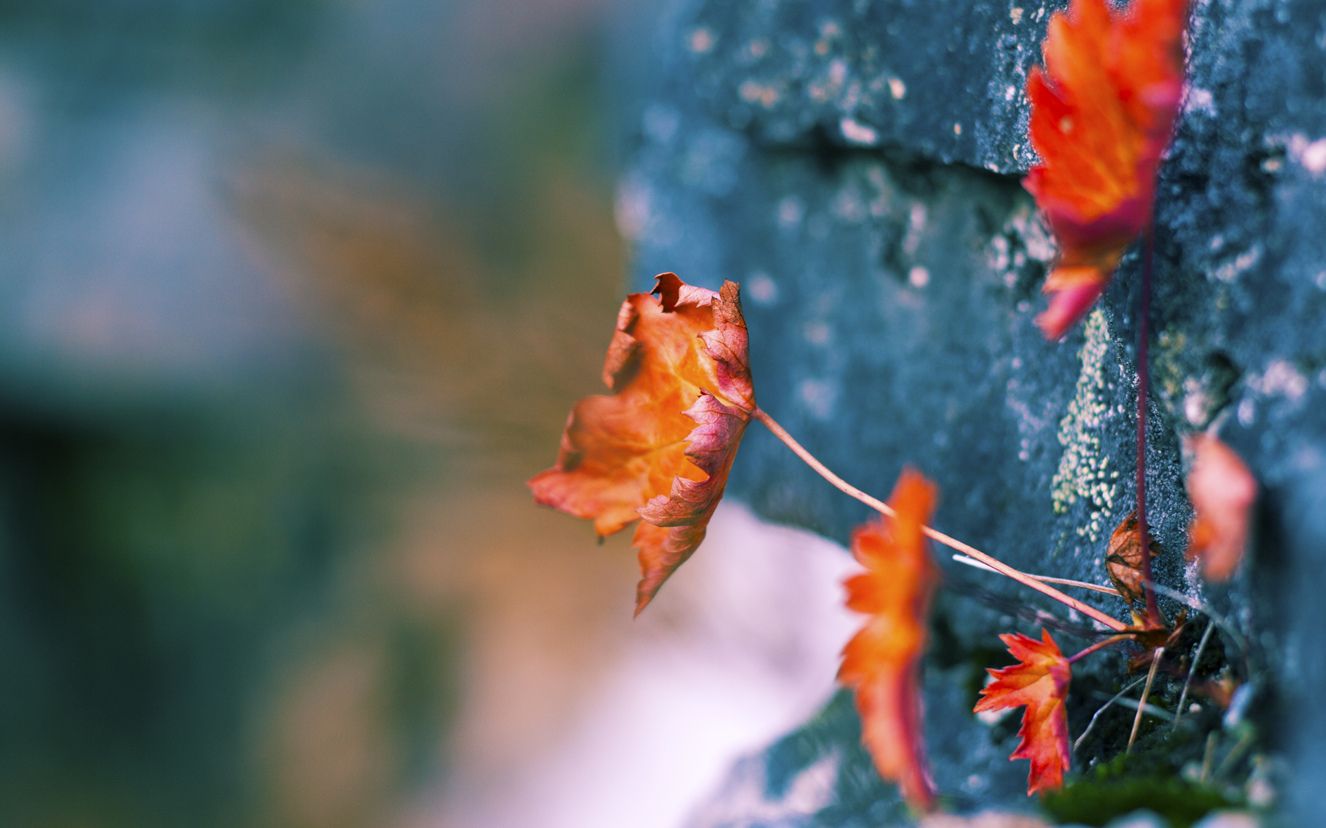 欧洲赛事轮换是否影响联赛主力表现，欧洲联赛转会汇总