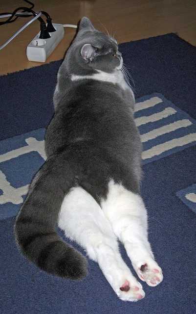 聚焦未来！德国队在国际乒联混合团体世界杯中的长远目标，德国队乒乓