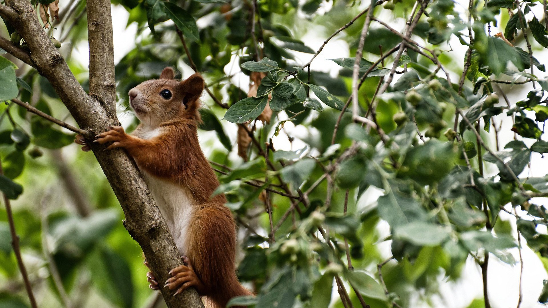 南非男队自由泳再创佳绩，南非游泳金牌