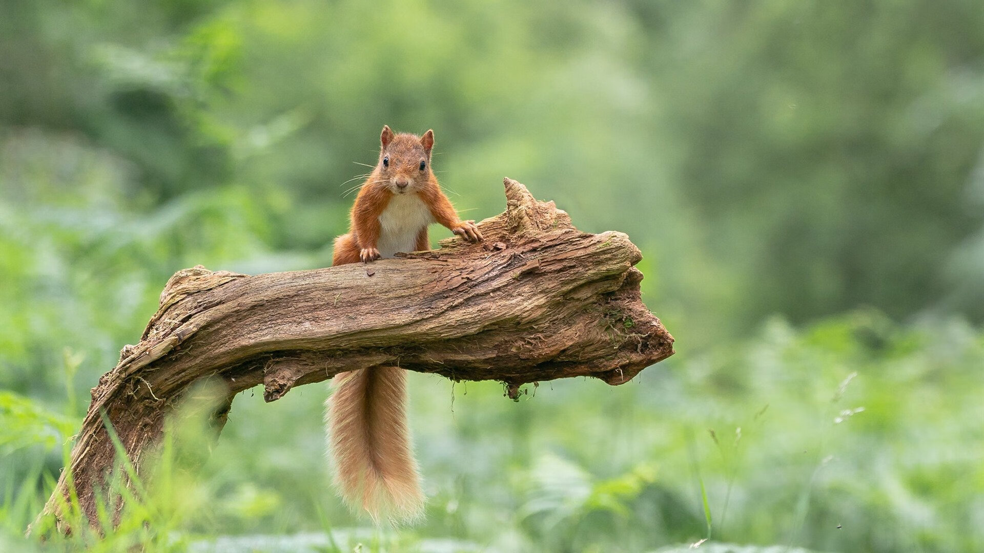女子篮球青训注重防守战术提高整体防守水平,女子篮球队训练方法