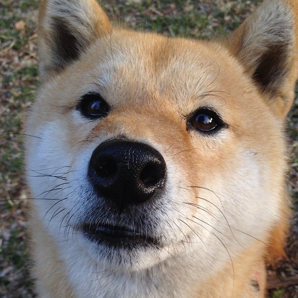 篮网组织封闭战术演练提升传导球速度,篮网队战术手册