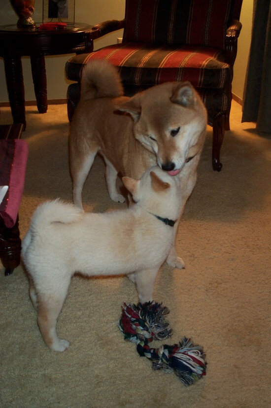 霍勒迪连砍三双雄鹿防守效率提升，霍勒迪最佳防守