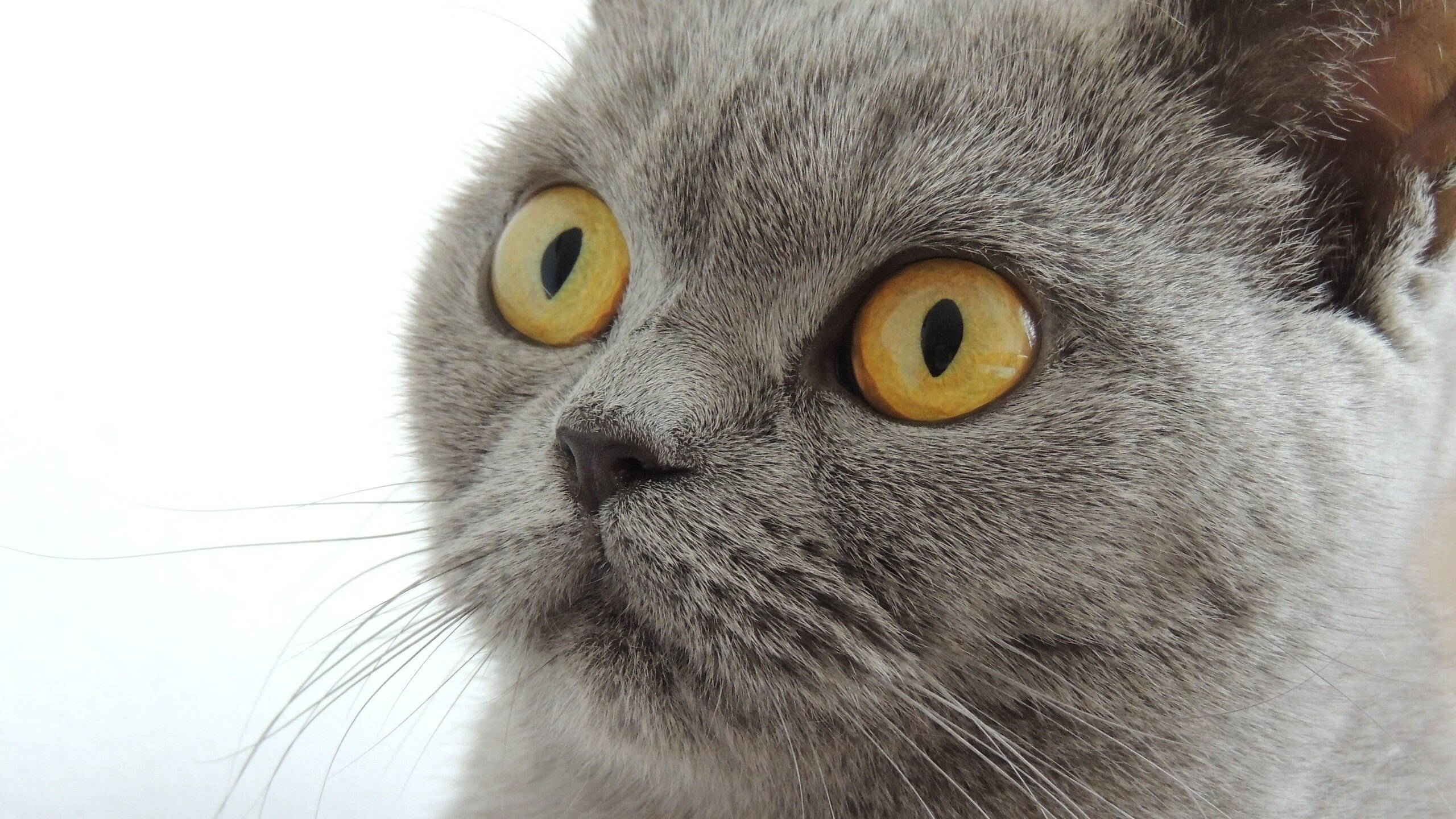 黄蜂前锋连续四天保持高投篮命中率状态神勇，黄蜂前身是什么球队